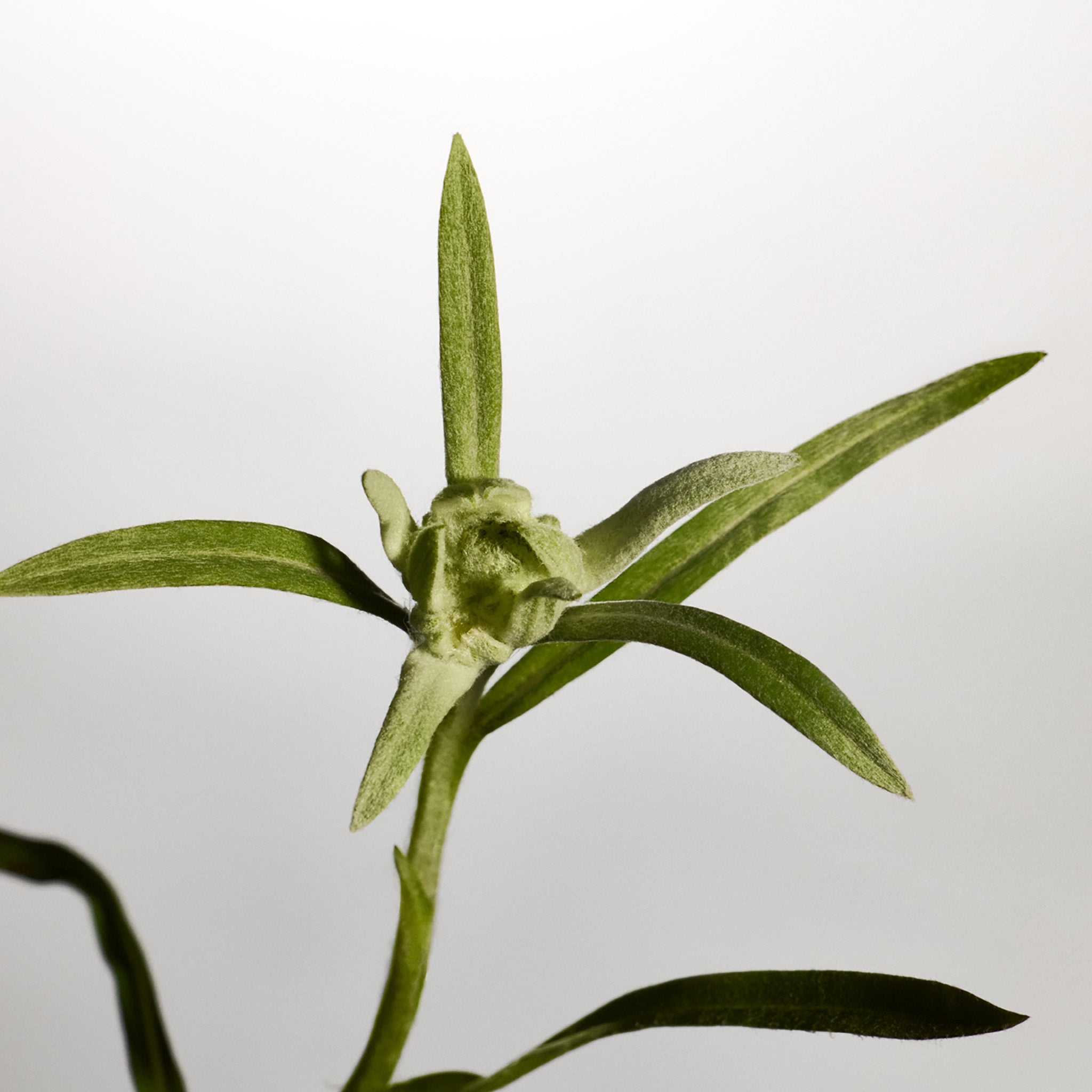 Close up of an edelweiss plant