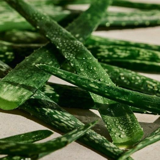 The Body Shop Aloe Soothing Toner