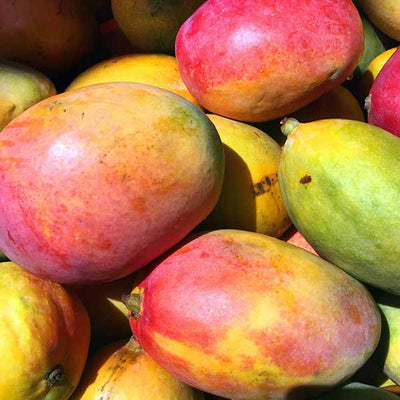 Community Fair Trade Mango Seed Oil