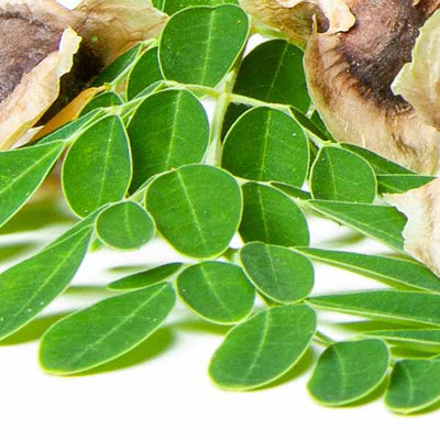 Community Fair Trade Moringa Seed Oil